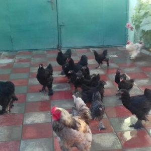 Tecili tpyuq satilir