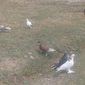 göyərçin satıram