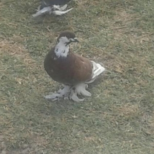 göyərçin satıram