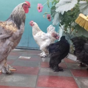 Tecili tpyuq satilir