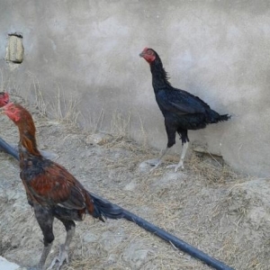 saf qandi fevral beceleridi