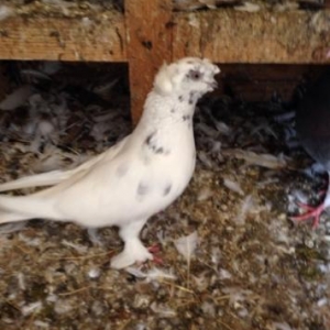 Bibiheybet mecidinin yanina getire bilerem qusu