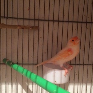 Mozaik kanariya 2 cut satil