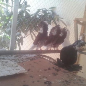 Goyercinler dekorativ