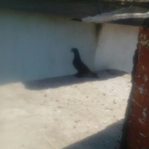 goyercin satilir sortbasort