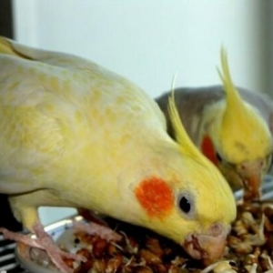 hazır cütlər..2 cüt qalıb.