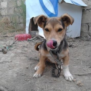 it satiram balaca itdi adida qrafdi soze baxan itdi