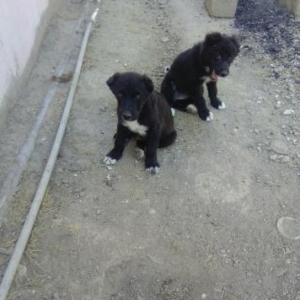 Qucagimda olan  2ayliqdi hal hazirda 2ay yarimliqdi