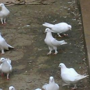 Saat ucan quwlar Satilir