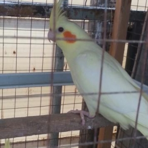 2  aylıq baladı qiyməti sonudu