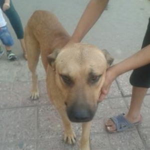 Bu Itin Adi Rekisdi Erkeydi 3 4 Yasi Var nefcilerde gelin