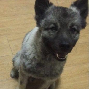 İT İTİB!!! ZƏHMƏT OLMASA KOMEKLİK GÖSTƏRİN!