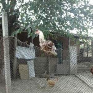 5 aylıq heyrati xoruzudu