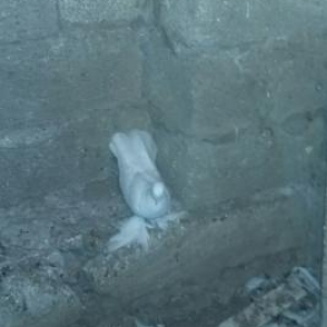 leleylo göyərçinlər cutu