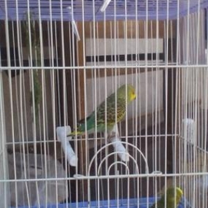 erkek maya sebetide ustnde sebetde kaceli yem qabi