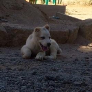 temiz alabay balasi satilir (Dishid, 2 ayliqdi iynesi vurulub