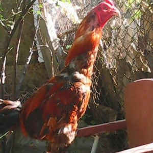 ev seraitinde saxlanilan doyusken heyrati xoruz sa