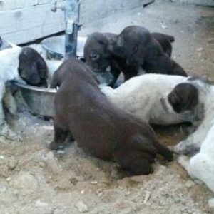 kurchxar ov itinin balalarini satiram temiz parodadir. anasi va arasi