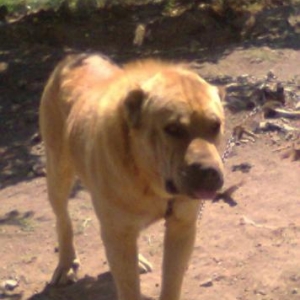 choban iti 68 kq chekisi var . doyuw itidi . buvaxta kimi hechbir doyu