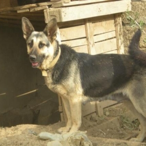 Evro avcharkalar satiram. Erkek ve dishi var .Erkek qaradir. esil axra