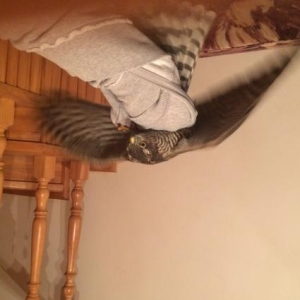 qus hal hazirda samixidadi sehere getirile biler