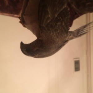 qus hal hazirda samixidadi sehere getirile biler