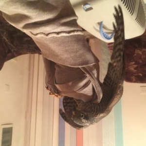 qus hal hazirda samixidadi sehere getirile biler