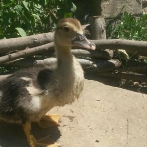 6sinda alana 1boyuk ordey hediyye.hind ordeyi