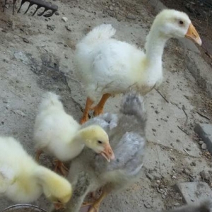 linda ve kuban qazlari