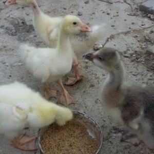 linda ve kuban qazlari