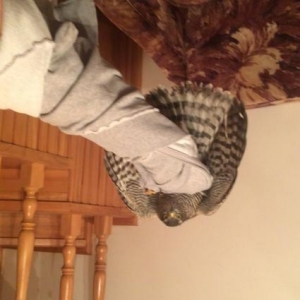 qus hal hazirda samixidadi sehere getirile biler