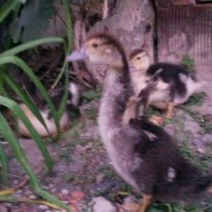 6sinda alana 1boyuk ordey hediyye.hind ordeyi