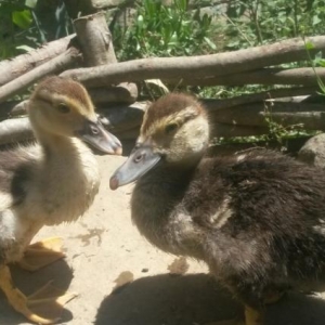 6sinda alana 1boyuk ordey hediyye.hind ordeyi