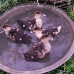 6sinda alana 1boyuk ordey hediyye.hind ordeyi