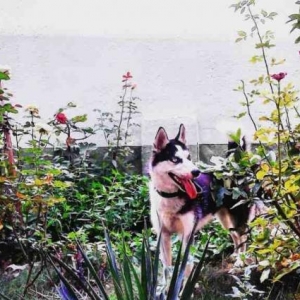 Tecili satilir..10 ayliqdi temiz xaskidi bala vermeye elveriwlidi..tam