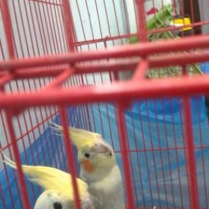 2 korella   1 illik saglamdillar artirmaq ucun hazirdi.   qefesle birl