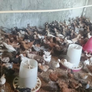 40 günlük cücə. Bütün vaksinləri verilib.