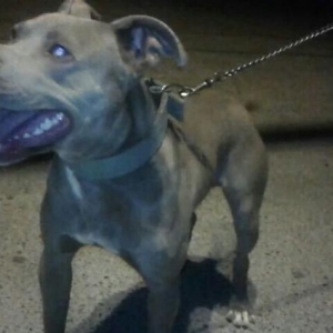 Erkək dişi pitbullar satılır! bunlar cütə təzə düşüblər balalarıda