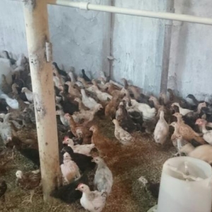 40 günlük cücə. Bütün vaksinləri verilib.