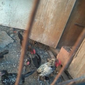 yaponkalardi satiram