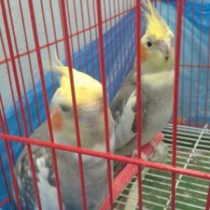 2 korella   1 illik saglamdillar artirmaq ucun hazirdi.   qefesle birl