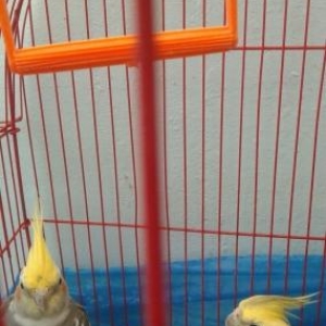 2 korella   1 illik saglamdillar artirmaq ucun haz