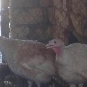 tecili satilir iyneleri vurulib aryol sortdu heyeti satdigim ucun satr