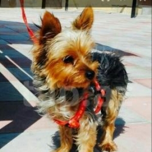 Yorskiy teryer sentyabrda 1yasi olacaq privivkalar olunub Qiymetde raz