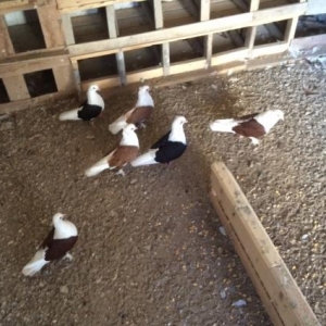 3 cüt qoşa çep satılır sarı,qara,qırmızı.