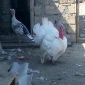 tecili satilir iyneleri vurulib aryol sortdu heyeti satdigim ucun satr