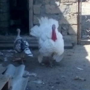 tecili satilir iyneleri vurulib aryol sortdu heyet