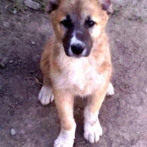 alabayla lezgi itinin balasldl erkeydi superdi ikinci ayldl