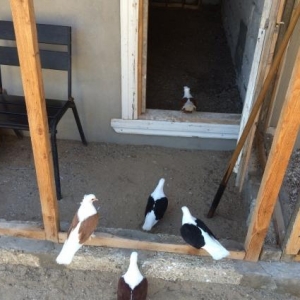 3 cüt qoşa çep satılır sarı,qara,qırmızı.