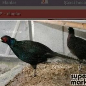 rumun qirqovul satilir 1 xoruz 3 feredi tam saqlam